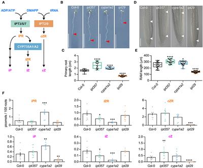 IPT9, a cis-zeatin cytokinin biosynthesis gene, promotes root growth